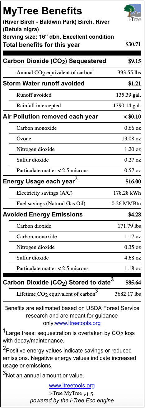 River Birch Baldwin Park